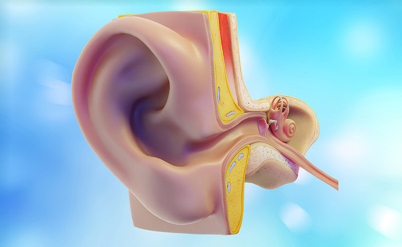 Ear 3D - CG Folks