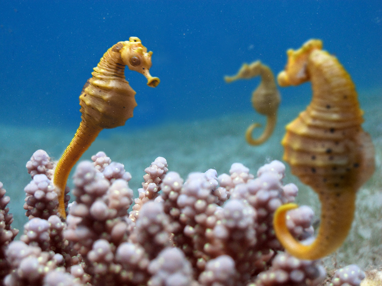 seahorses_3D